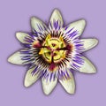 A single blue passionflower in bloom Royalty Free Stock Photo