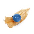 Blue physalis fruit isolated on white background Royalty Free Stock Photo