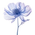 Abstract Blue Flower: X-ray Style Peony Illustration On White Background