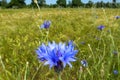 Single blue purple cornflower in front of a yellow green field with wheat grain . Vibrant calyx . Royalty Free Stock Photo