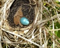 Single Blue Robin's Egg