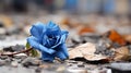 a single blue rose laying on the ground