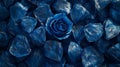 A Single Blue Rose Among Many Petals Royalty Free Stock Photo