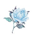Single blue rose.