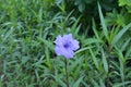 Single blue ruellia simplex blossoms