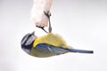 Single Blue tit bird feeding on a pork fat during a winter period Royalty Free Stock Photo