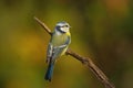 Single blue tit sitting on tree branch Royalty Free Stock Photo