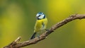Single blue tit sitting on tree branch Royalty Free Stock Photo