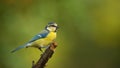 Single blue tit sitting on tree branch Royalty Free Stock Photo