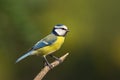 Single blue tit sitting on tree branch Royalty Free Stock Photo