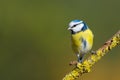 Single blue tit sitting on tree branch Royalty Free Stock Photo