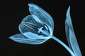 A single blue tulip flower with a black background. The tulip is backlit and appears translucent, showing its internal structure Royalty Free Stock Photo
