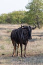 Blou wildebeest isolated in the African bush Royalty Free Stock Photo
