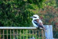 Single Blue-Winged Kookaburra resting on a fence