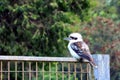 Single Blue-Winged Kookaburra resting on a fence