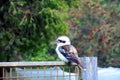 Single Blue-Winged Kookaburra resting on a fence