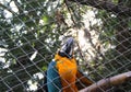 Single blue and yellow macaw or ara chloropterus bird clings in steel cage Royalty Free Stock Photo