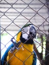 Single blue and yellow macaw or ara chloropterus bird clings in steel cage pet background Royalty Free Stock Photo