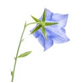 single bluebell flower back turned isolated on white background, close up