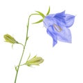 Single bluebell flower with buds isolated on white background, c