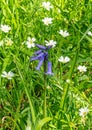 Single Bluebell Images Royalty Free Stock Photo