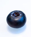 Single blueberry on white background Royalty Free Stock Photo