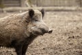 Single boar feral pig in organic respectful petting farm