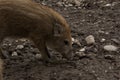 Single boar feral pig young rookie in organic respectful petting Royalty Free Stock Photo