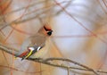 Single Bohemian Waxwings bird on tree branch during a winter period