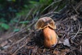 Single Boletus calopus fungus Royalty Free Stock Photo