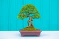 Single bonzai plant Royalty Free Stock Photo