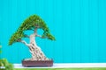 Single bonzai plant Royalty Free Stock Photo