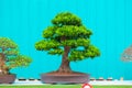 Single bonzai plant Royalty Free Stock Photo