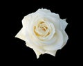 Single bosom white rose flower isolated on black background Royalty Free Stock Photo