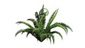 Single boston fern plant Royalty Free Stock Photo