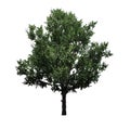 Single Bradford Pear Tree on a white background Royalty Free Stock Photo