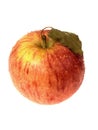 Single Braeburn Apple Royalty Free Stock Photo