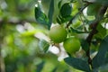 Single branch of apple tree with growing two green apples in orchard in Vaud, Switzerland during summer growing season Royalty Free Stock Photo