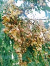 Single branch of Crepe Myrtle or Lagerstroemia indica tree plant with partially shriveled and dried light colorful flower.