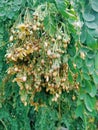 Single branch of Crepe Myrtle or Lagerstroemia indica tree plant with partially shriveled and dried light colorful flower.