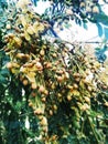 Single branch of Crepe Myrtle or Lagerstroemia indica tree plant with partially shriveled and dried light colorful flower.