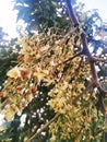 Single branch of Crepe Myrtle or Lagerstroemia indica tree plant with partially shriveled and dried light colorful flower.
