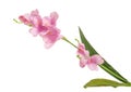 Single branch flowering-plant with pink flower