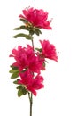 Single branch with pink blosseming flowers in a vertical image