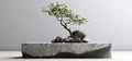 a single branch of a small plant on rocks Generative AI