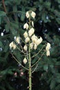 Single branch of Yucca perennial shrub with large terminal panicles of open white flowers on dense dark green pine tree background Royalty Free Stock Photo