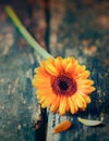 Single yellow gerbera daisy Royalty Free Stock Photo