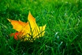 Single bright fallen autumn maple leaf in green grass Royalty Free Stock Photo