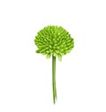 Single Bright Green Chrysanthemum Flower. Isolated acrylic painting flower head on white background. Ornate nature floral design