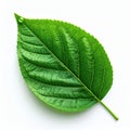 Single Bright Green Leaf Isolated on White Background Close Up Macro Royalty Free Stock Photo
